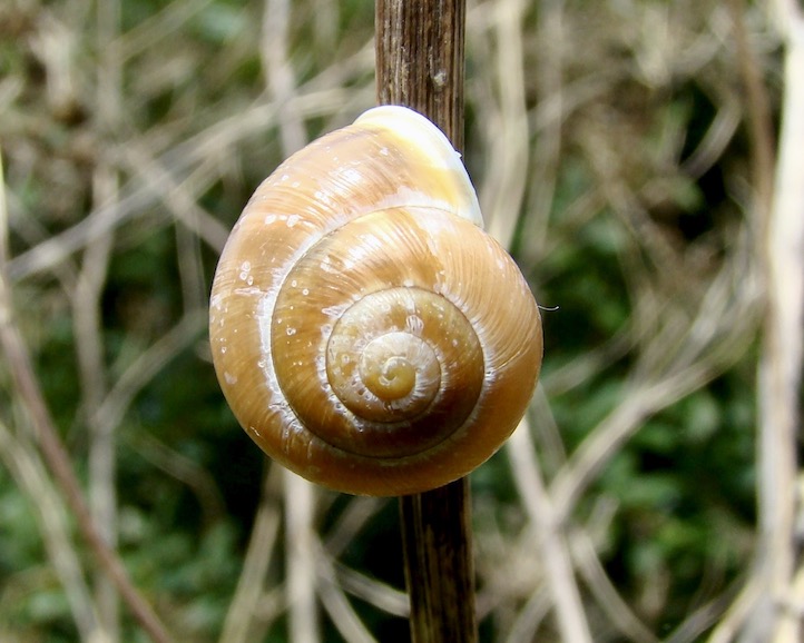 snail